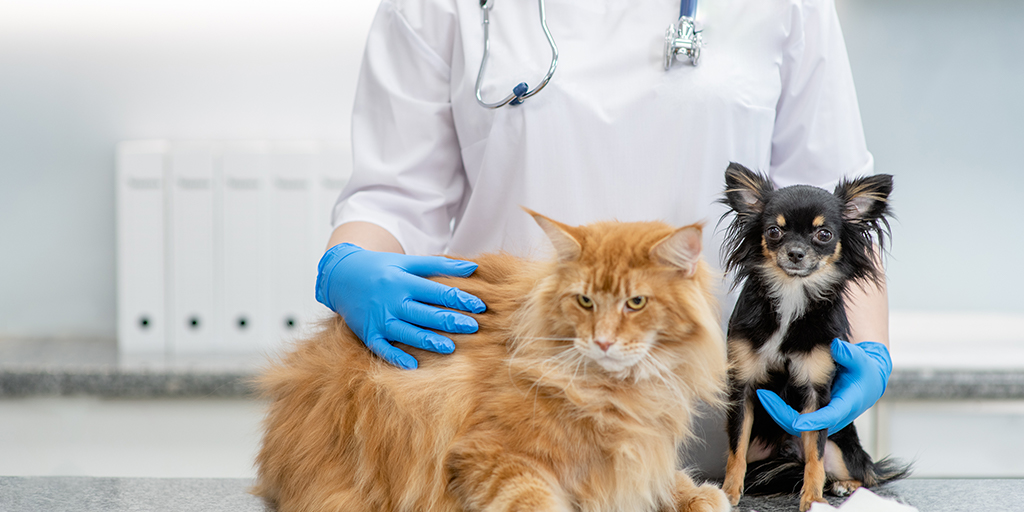 Low cholesterol linked to mortality in cats and dogs, study suggests